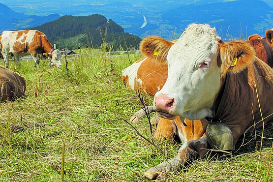 Bewährt: Die Bischöfe unterstützen den Dienst der Landwirtschaft für die Gesellschaft.