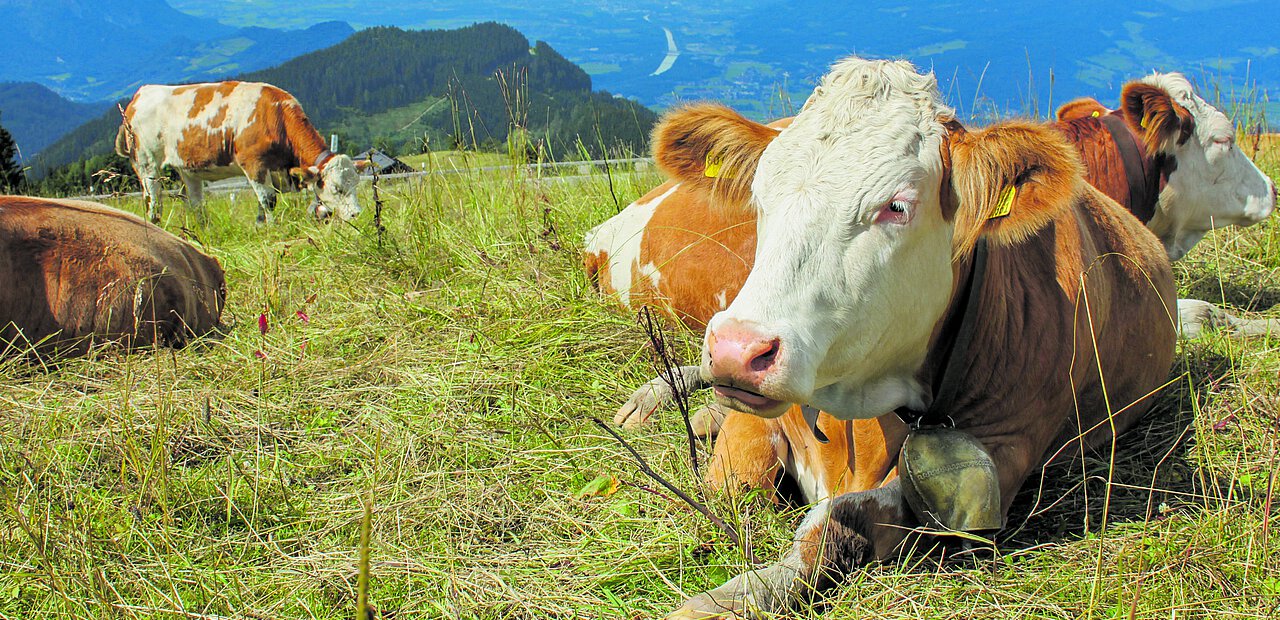 Bewährt: Die Bischöfe unterstützen den Dienst der Landwirtschaft für die Gesellschaft.