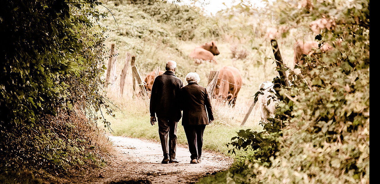 Ein älteres Paar spaziert durch eine Waldlichtung, vor Ihnen sind Kühe auf einer Heide zu sehen