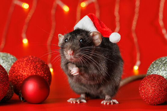 Maus mit Weihnachtsmütze