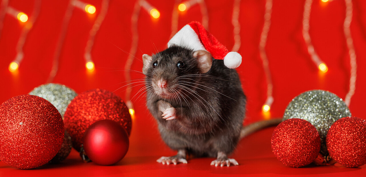 Maus mit Weihnachtsmütze