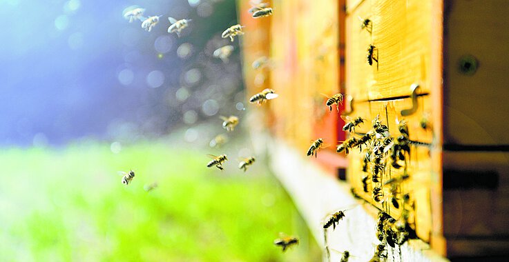 Bienen fliegen zu einem Bienenstock.