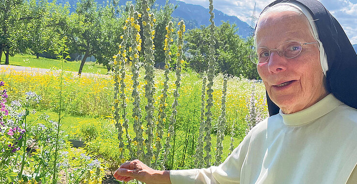 Schwester Marcellina zeigt im Kräutergarten eine Königs­kerze. 