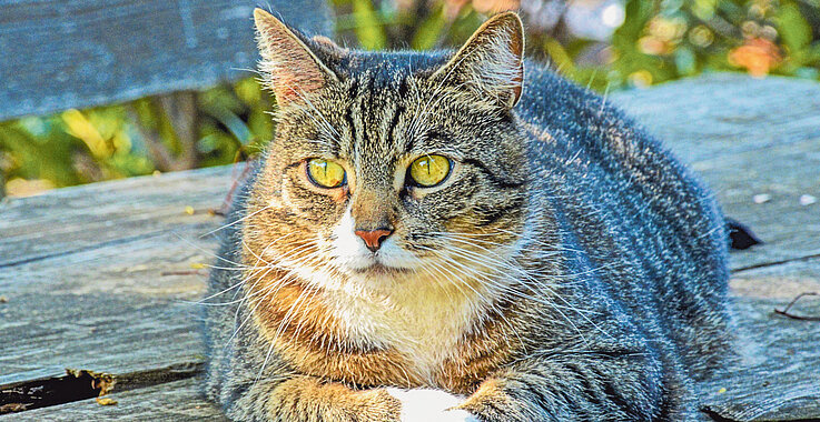 Getigerte Katze mit grünen Augen