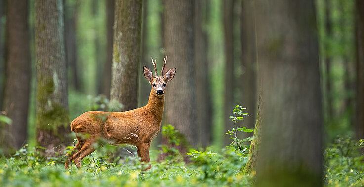 Die Jagd im Stift Sankt Lambrecht regelt in erster Linie den Tierbestand. 