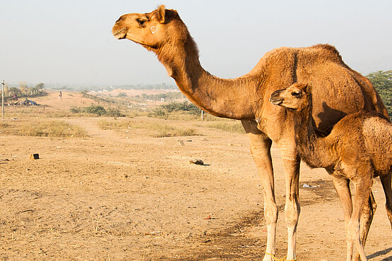 elden der Wüsten und des Hochlandes – so werden Kamele auch oft bezeichnet, weil sie selbst in den härtesten Klimazonen überleben können.