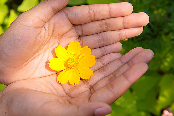 EIne gelbe Blume auf offenen Handflächen.