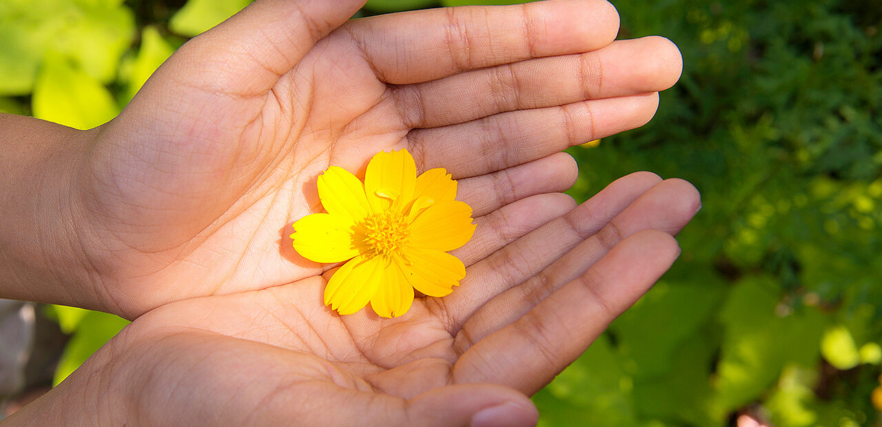 EIne gelbe Blume auf offenen Handflächen.