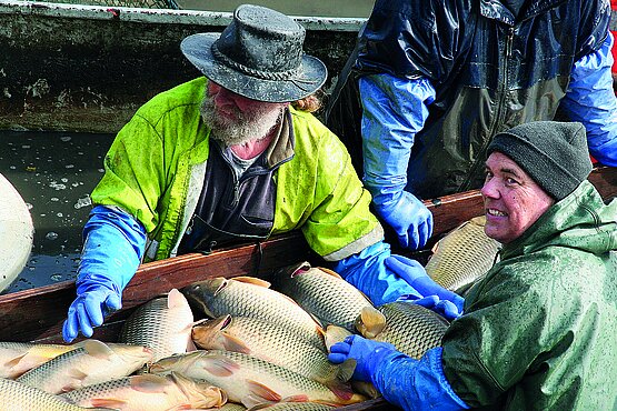 Prälat Conrad Müller o. praem. (rechts vorne) arbeitet mit, wenn die lebenden Karpfen nach alter Tradition aus dem Teich in den Fischhälter gebracht werden. 