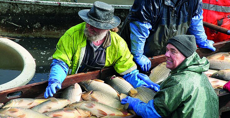 Prälat Conrad Müller o. praem. (rechts vorne) arbeitet mit, wenn die lebenden Karpfen nach alter Tradition aus dem Teich in den Fischhälter gebracht werden. 