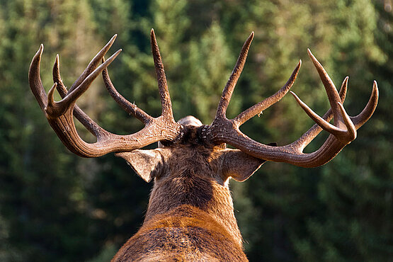 Hirsch von hinten mit Geweih groß im Bild