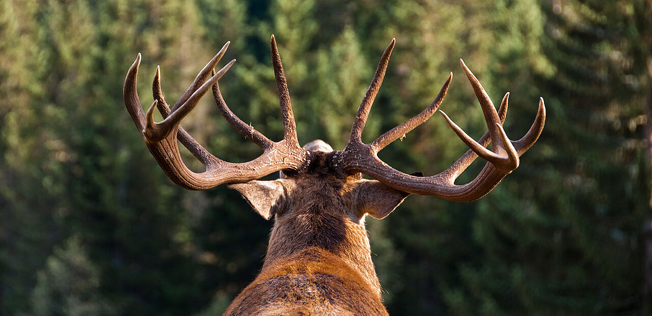 Hirsch von hinten mit Geweih groß im Bild