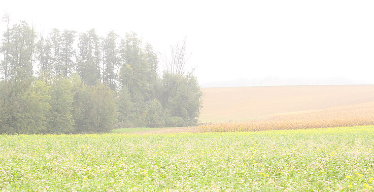 Herbstliches Ambiente: Am Weg nach Oberleis hing der Nebel über den Feldern. 